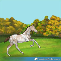 Horse Color:White Spotted Liver Red Dun Pearl Tobiano Rabicano 