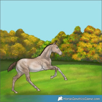 Horse Color:Grullo Pearl Tobiano Appaloosa Rabicano 