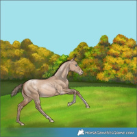 Horse Color:Bay Pearl Dun Tobiano Rabicano 