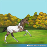 Horse Color:White Spotted Brown Dun Tobiano Appaloosa Rabicano