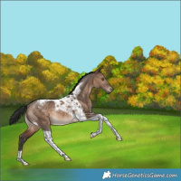 Horse Color:Brown Dun Tobiano Rabicano