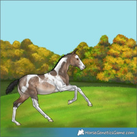 Horse Color:White Spotted Bay Dun Tobiano Rabicano 
