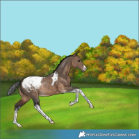 Horse Color:White Spotted Bay Dun Tobiano Snowcap Rabicano 