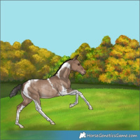 Horse Color:Liver Red Dun Tobiano Rabicano