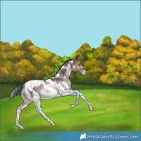 Horse Color:White Spotted Brown Dun Tobiano Varnish Rabicano