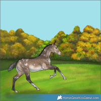 Horse Color:White Spotted Brown Dun Tobiano Varnish Rabicano 