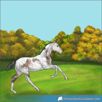 Horse Color:White Spotted Brown Dun Tobiano Rabicano 