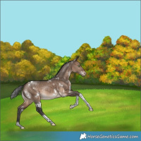 Horse Color:White Spotted Bay Dun Tobiano Varnish Rabicano