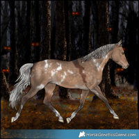 Horse Color:White Spotted Silver Bay Dun Tobiano Rabicano