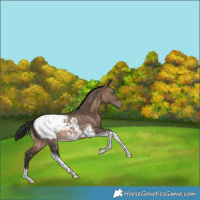 Horse Color:Bay Dun Tobiano Snowcap Rabicano 