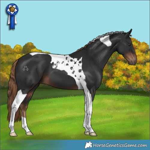 Horse Color:Liver Chestnut Tobiano 