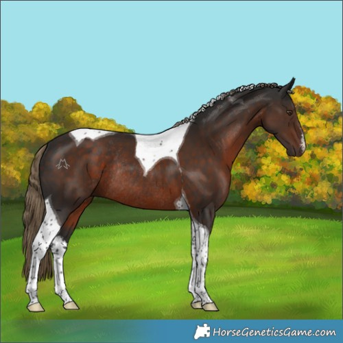 Horse Color:White Spotted Liver Chestnut Tobiano Rabicano 