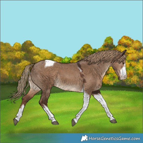 Horse Color:White Spotted Liver Red Dun Tobiano