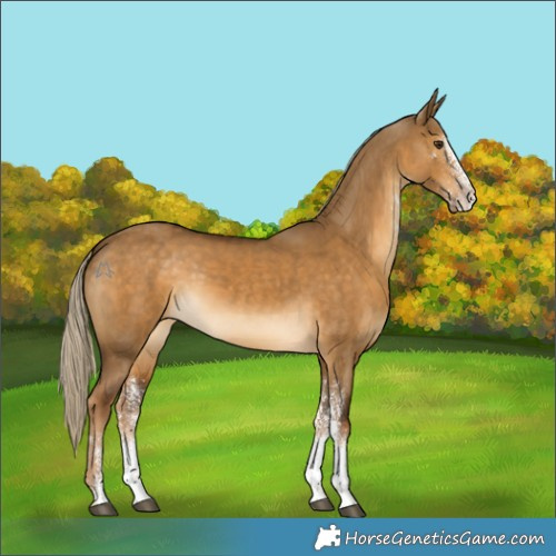 Horse Color:White Spotted Chocolate Palomino Dun 