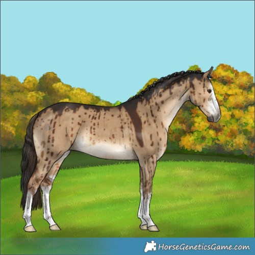 Horse Color:Gray White Spotted Liver Red Dun Brindle 