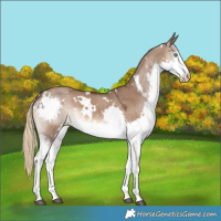 Horse Color:White Spotted Liver Red Dun Splash 