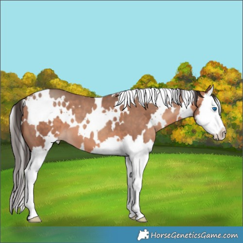 Horse Color:White Spotted Amber Champagne Splash