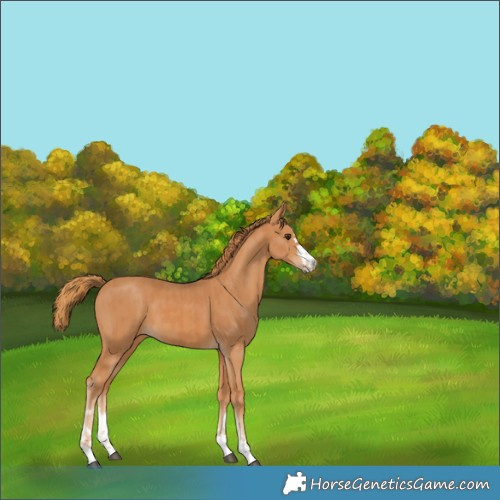 Horse Color:Chestnut  and Chestnut 