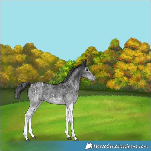 Horse Color:Gray White Spotted Black and Gray White Spotted Smoky Black
