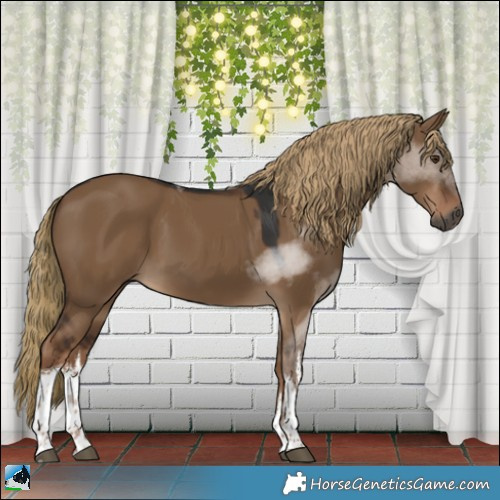 Horse Color:Gray White Spotted Liver Red Dun Tobiano 
