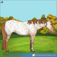 Horse Color:Red Dun Appaloosa  and Red Dun Appaloosa 