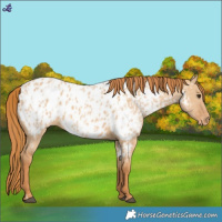 Horse Color:Red Dun Appaloosa and Red Dun Appaloosa