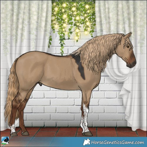 Horse Color:Gray Liver Red Dun Tobiano 