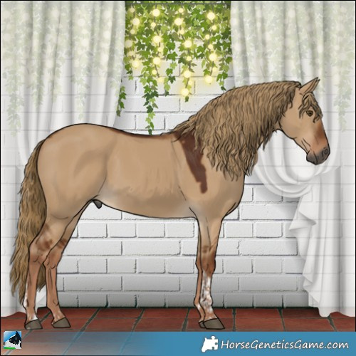 Horse Color:Gray Red Dun Tobiano 