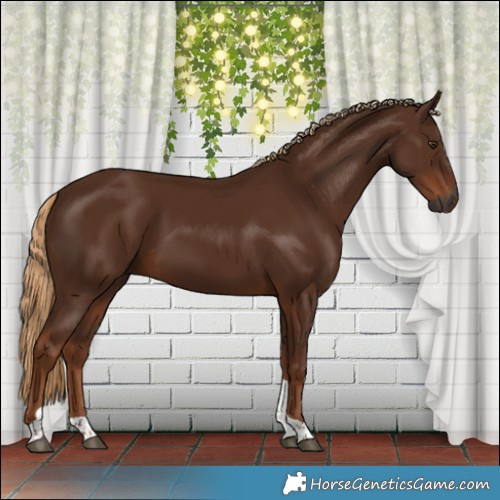 Horse Color:Gray Chestnut Tobiano