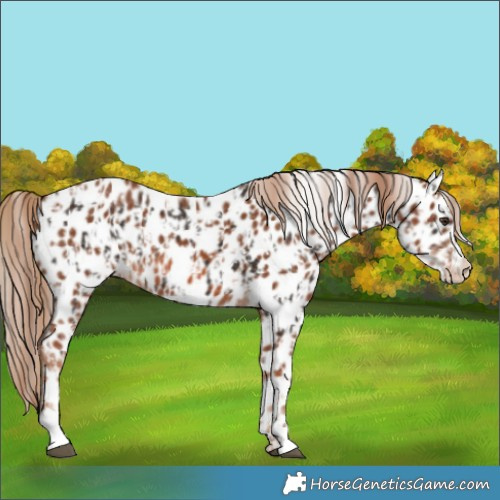 Horse Color:Liver Chestnut Appaloosa  and Chestnut Appaloosa 