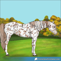 Horse Color:Liver Chestnut Appaloosa and Chestnut Appaloosa