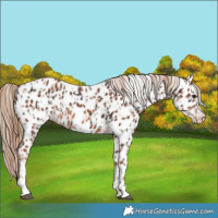 Horse Color:Liver Chestnut Appaloosa  and Chestnut Appaloosa 