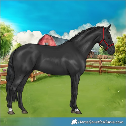 Horse Color:Black 