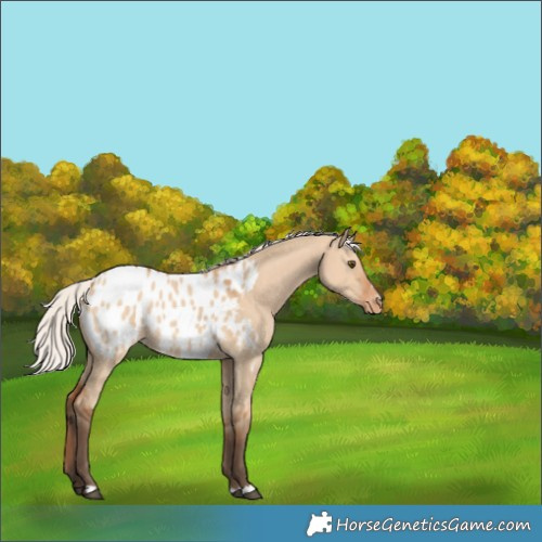 Horse Color:Silver Bay Dun Appaloosa Rabicano 