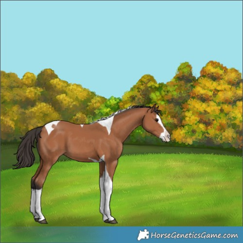 Horse Color:Bay Splash Tobiano 