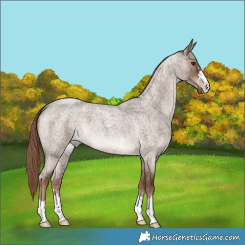 Horse Color:Liver Red Dun Roan