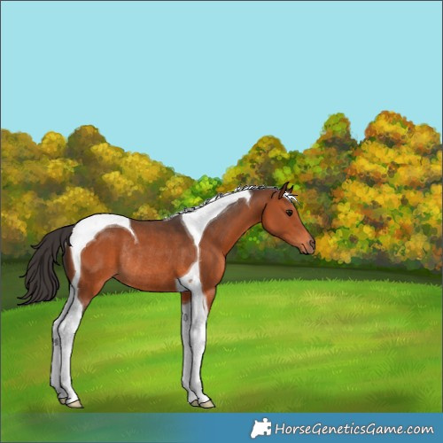 Horse Color:Bay Tobiano Rabicano 