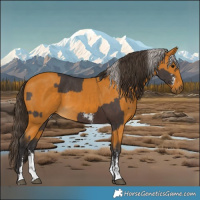 Horse Color:Silver Brown Sabino Rabicano  and Buckskin Sabino Rabicano 