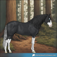 Horse Color:Black Splash 
