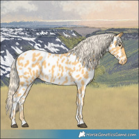 Horse Color:Palomino Near Leopard 