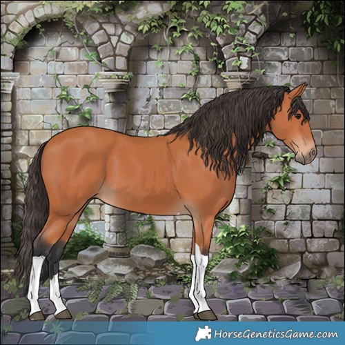 Horse Color:Bay Tobiano 