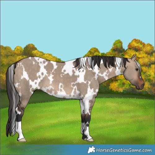 Horse Color:White Spotted Bay Dun 