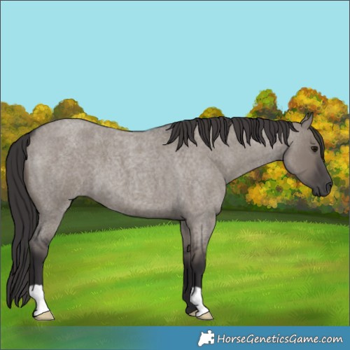 Horse Color:Smoky Grullo Roan 
