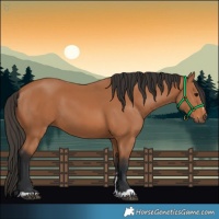 Horse Color:Bay 