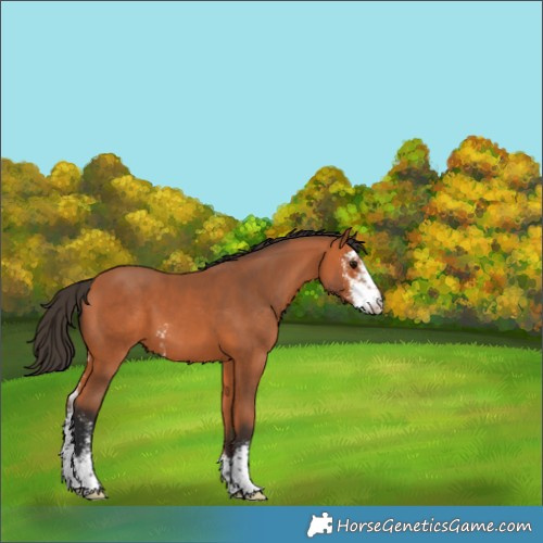 Horse Color:Bay Sabino