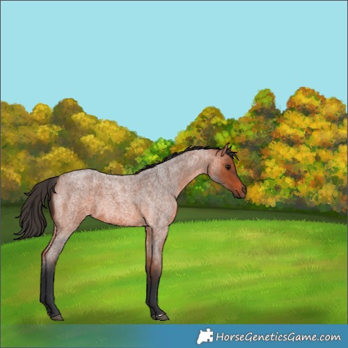 Horse Color:Bay Roan Rabicano 