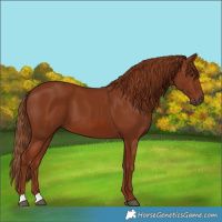 Horse Color:Chestnut 