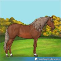 Horse Color:Chestnut 
