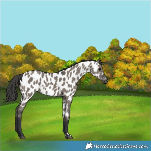 Horse Color:Grullo Appaloosa Rabicano 