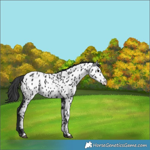 Horse Color:Black Appaloosa 